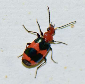 Image of Lebia (Lebia) bitaeniata Chevrolat 1834