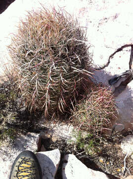 Image of California Barrel Cactus