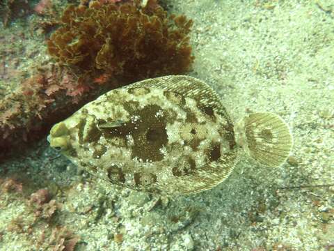 Imagem de Pleuronichthys coenosus Girard 1854