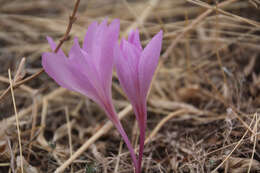 Image of Colchicum laetum Steven