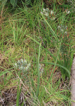 Image de Albuca longifolia Baker