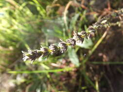 Image of Micromeria juliana (L.) Benth. ex Rchb.