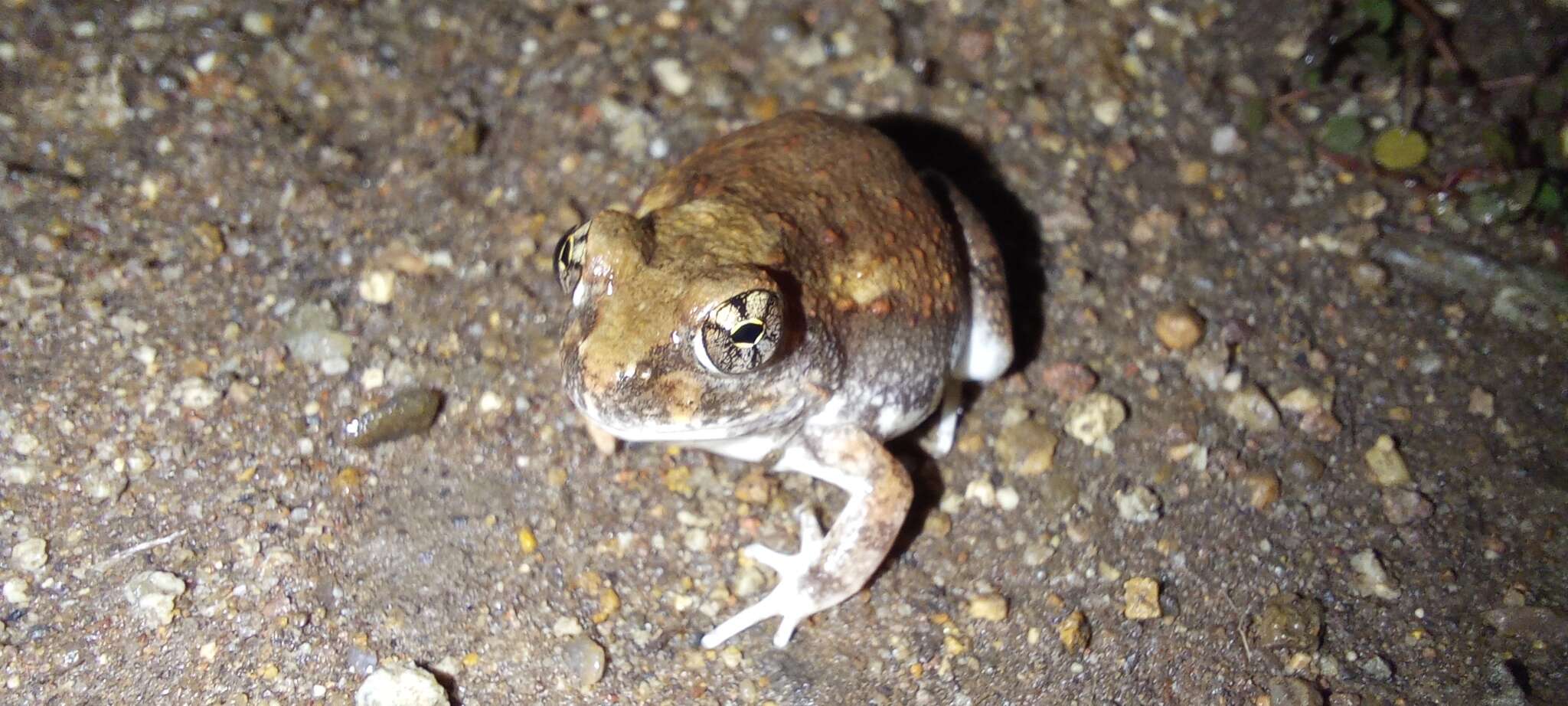 Image of Marbled Sand Frog