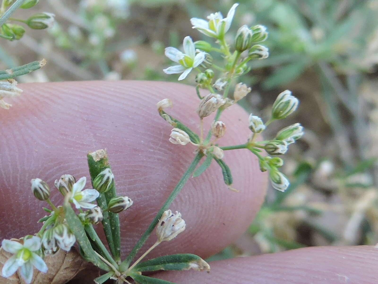 Image of carpetweed