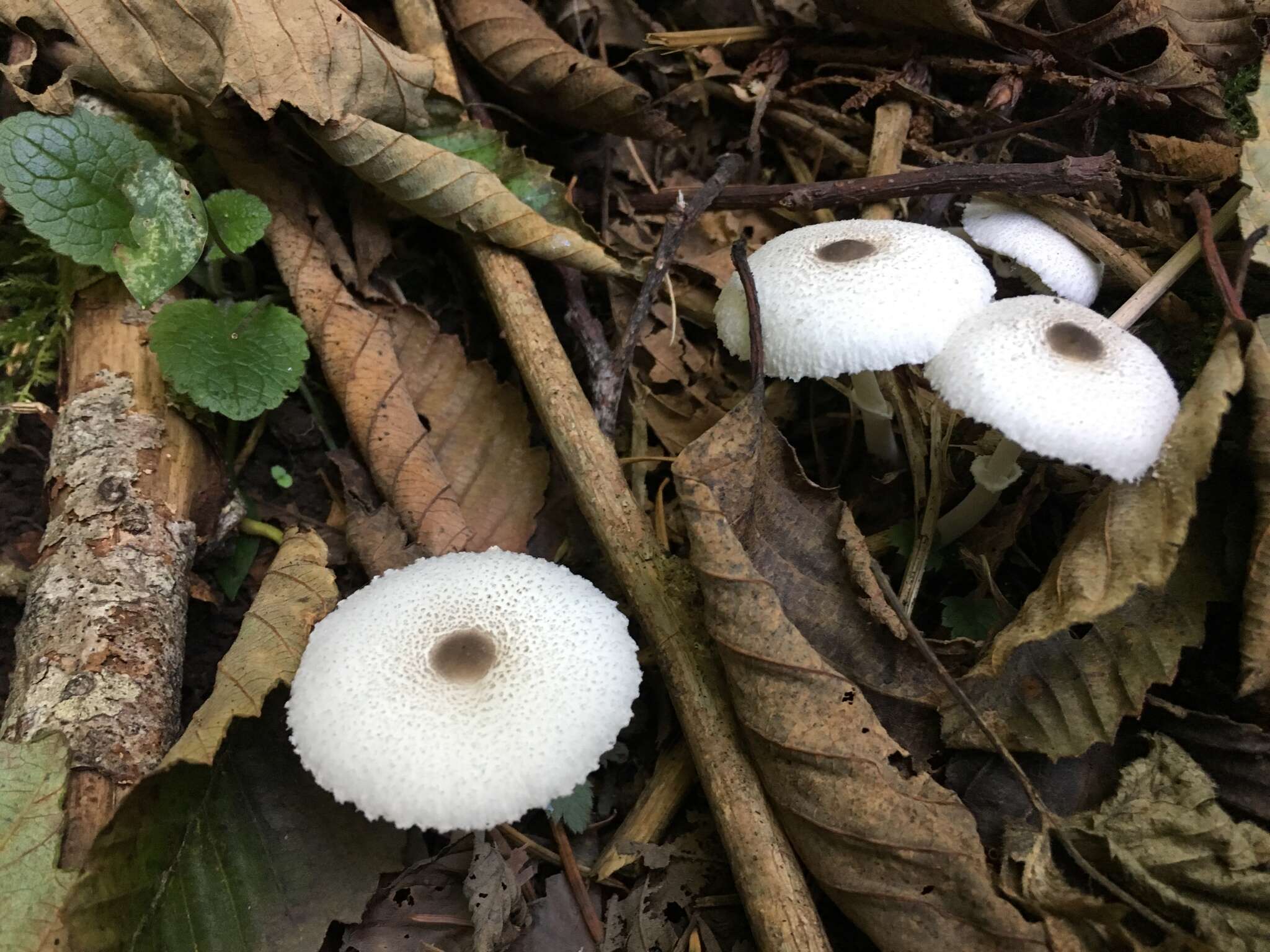 Image of Leucocoprinus brebissonii (Godey) Locq. 1943