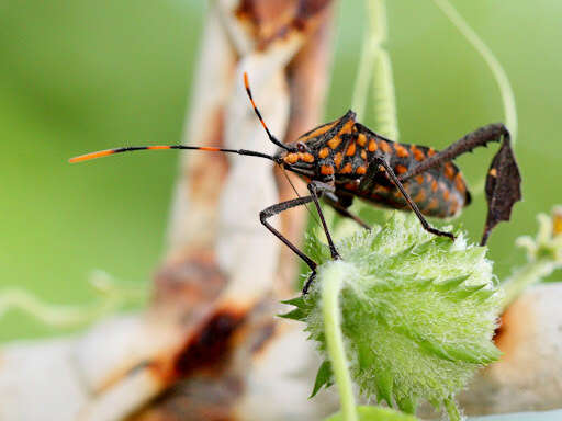 Image of Passionvine Bug