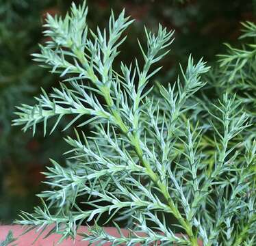 Image of Sawara Cypress