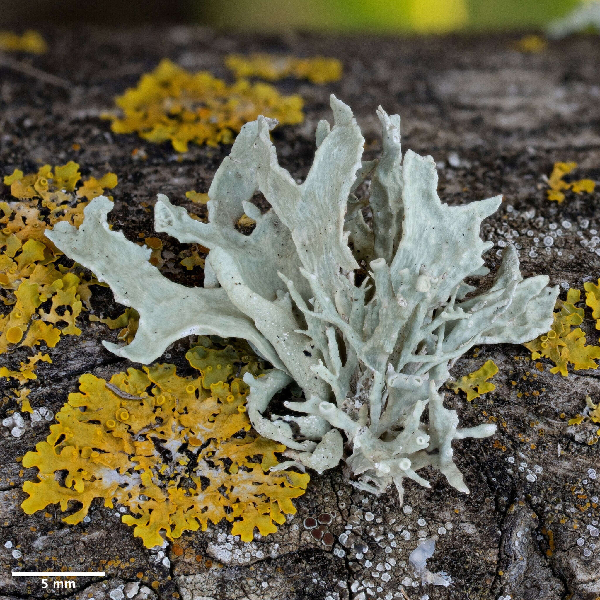 Image of Ramalina canariensis J. Steiner