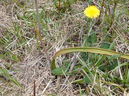 Image of Slender sun orchid