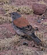 Image of Red-backed Sierra Finch