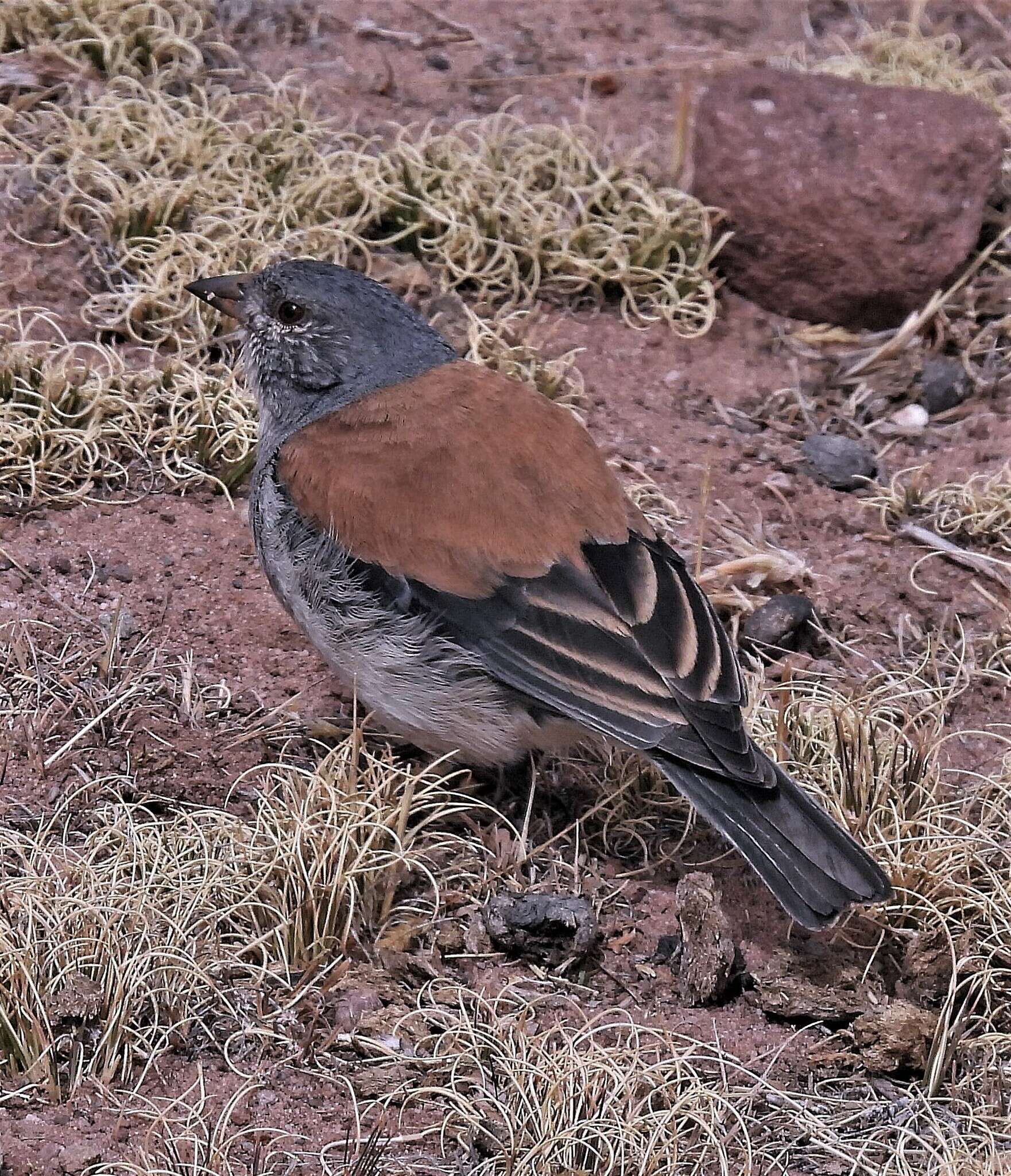 Image of Red-backed Sierra Finch