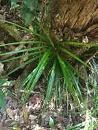 Image of Freycinetia excelsa F. Muell.