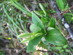 Image of Atractocarpus sessilifolius Guillaumin