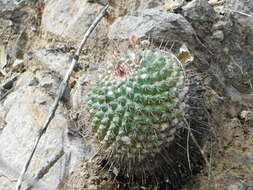 Image of Mammillaria sonorensis R. T. Craig