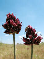 Image of Allium regelianum A. K. Becker