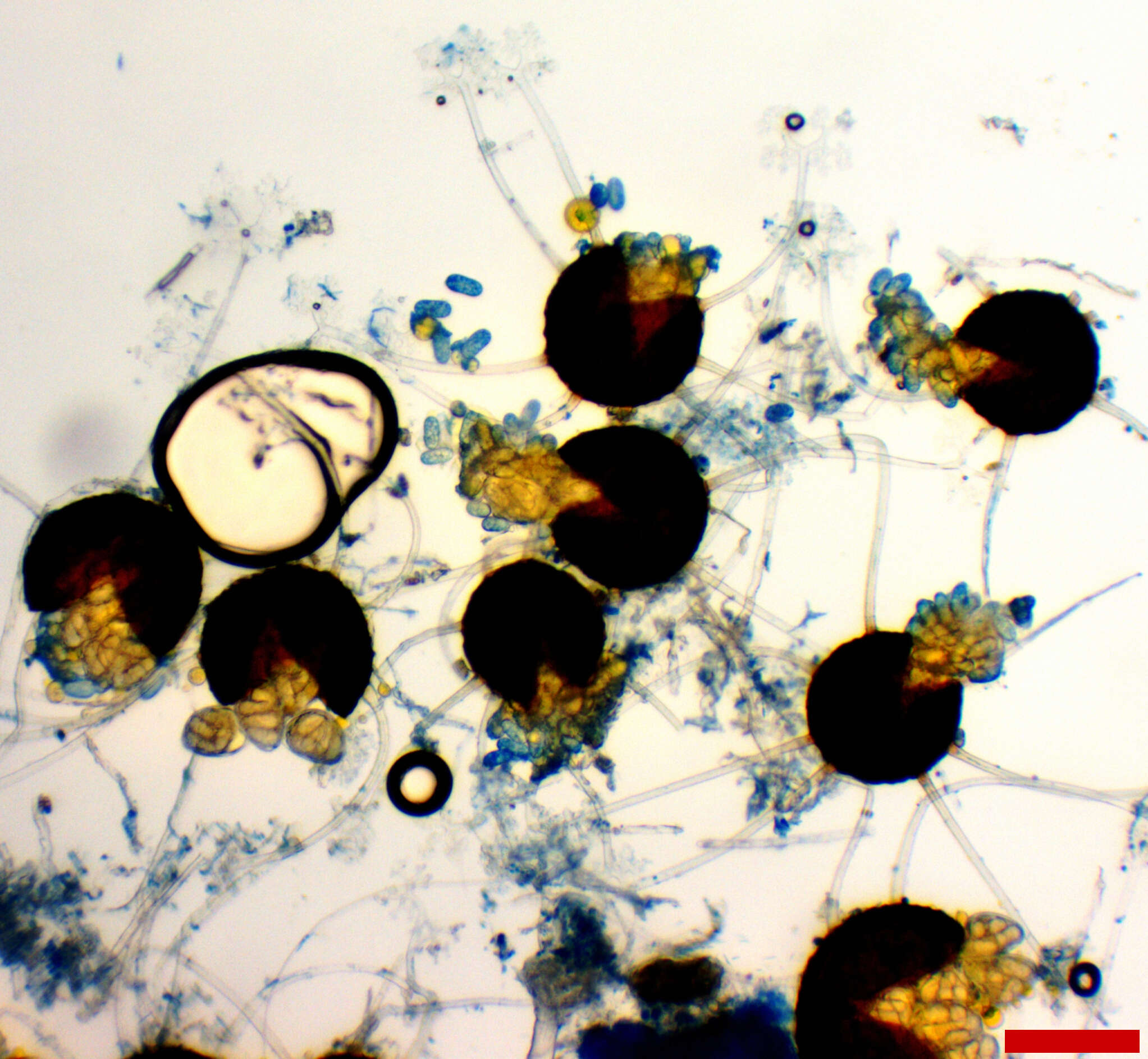 Image of Erysiphe extensa (Cooke & Peck) U. Braun & S. Takam. 2000