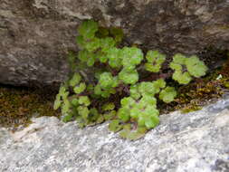 Слика од Saxifraga biternata Boiss.