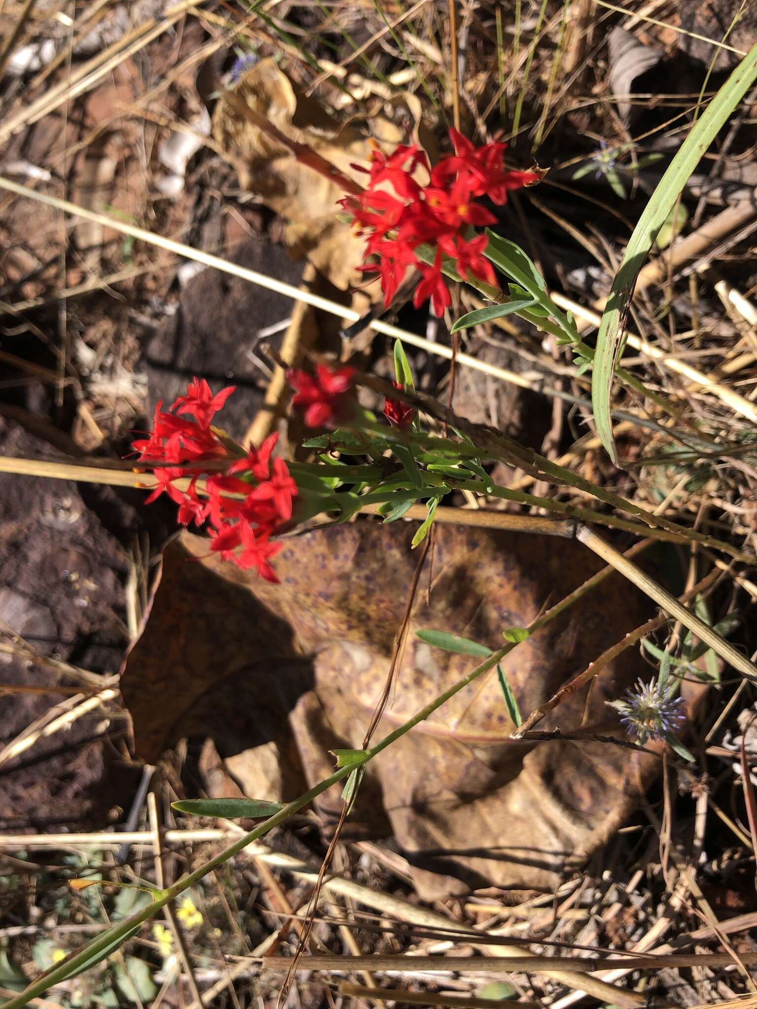 Pimelea punicea R. Br. resmi