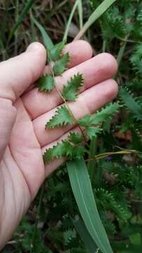 Image of maidenhair creeper