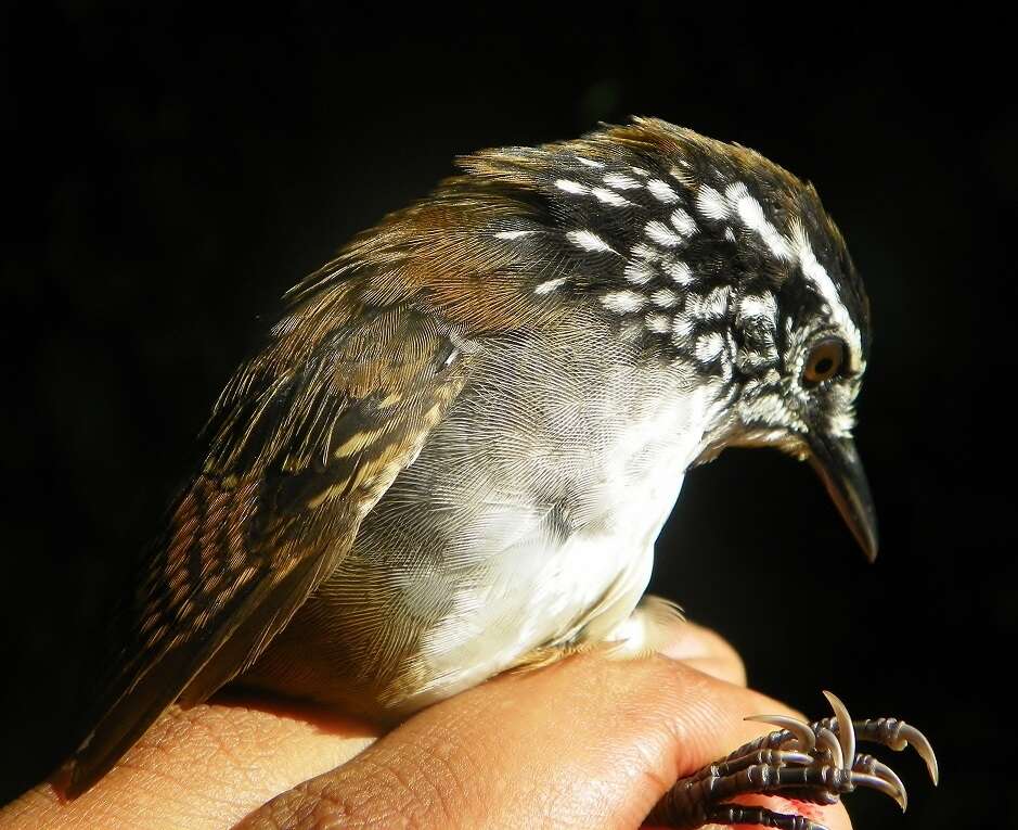 Image of White-breasted Wood Wren