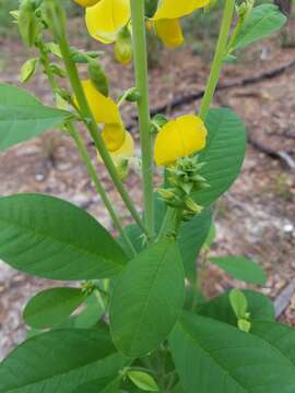 Image of showy crotalaria