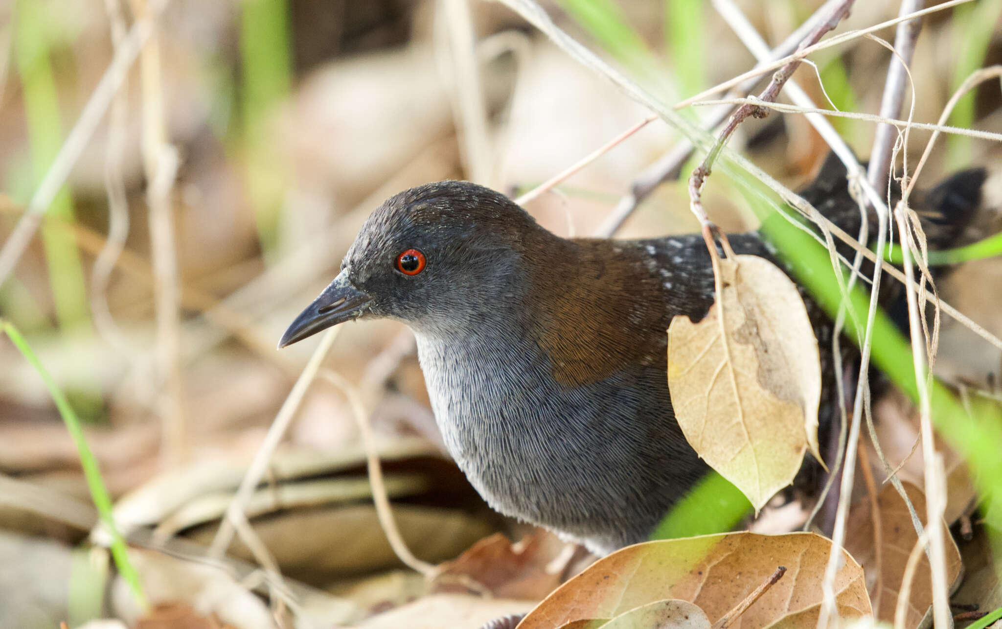 Image de Laterallus jamaicensis coturniculus (Ridgway 1874)