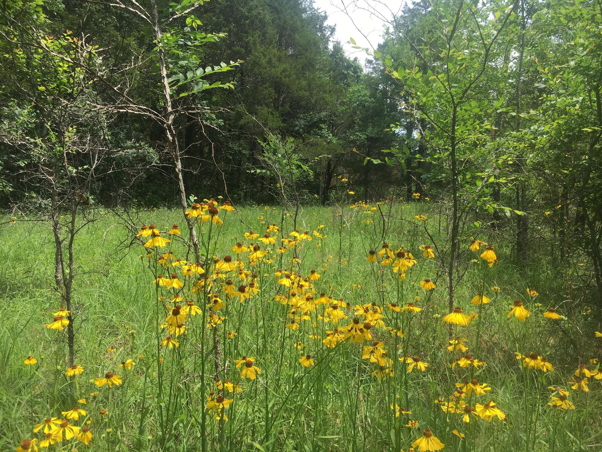 Image of Oldfield Sneezeweed