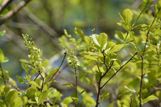 Gymnopodium resmi