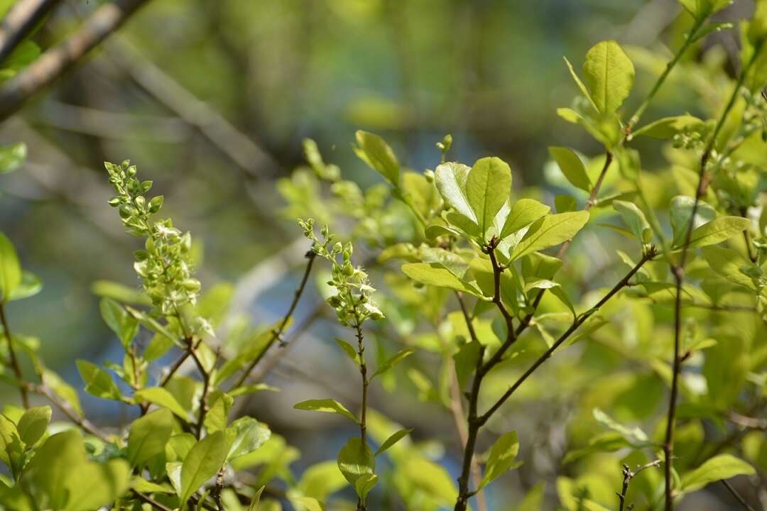 Gymnopodium的圖片