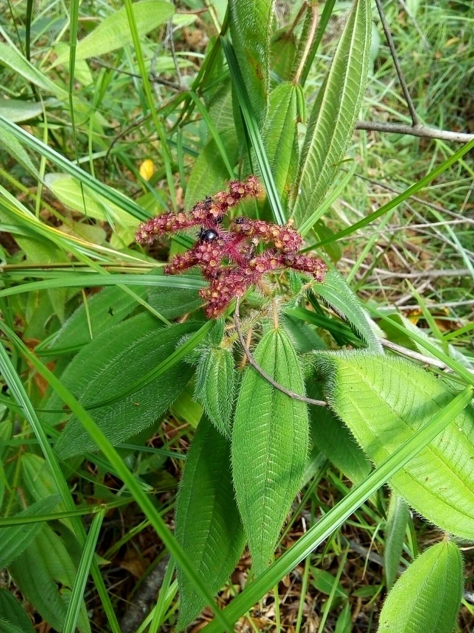 Imagem de Miconia lacera (Bonpl.) Naud.