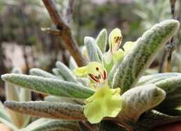 Imagem de Stachys rugosa Aiton