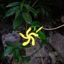 Image of Mandevilla torosa (Jacq.) R. E. Woodson