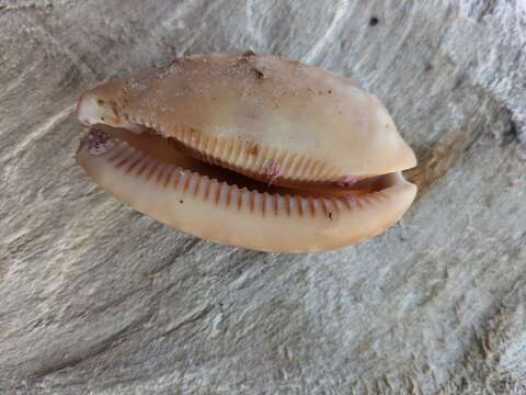 Image of measled cowrie