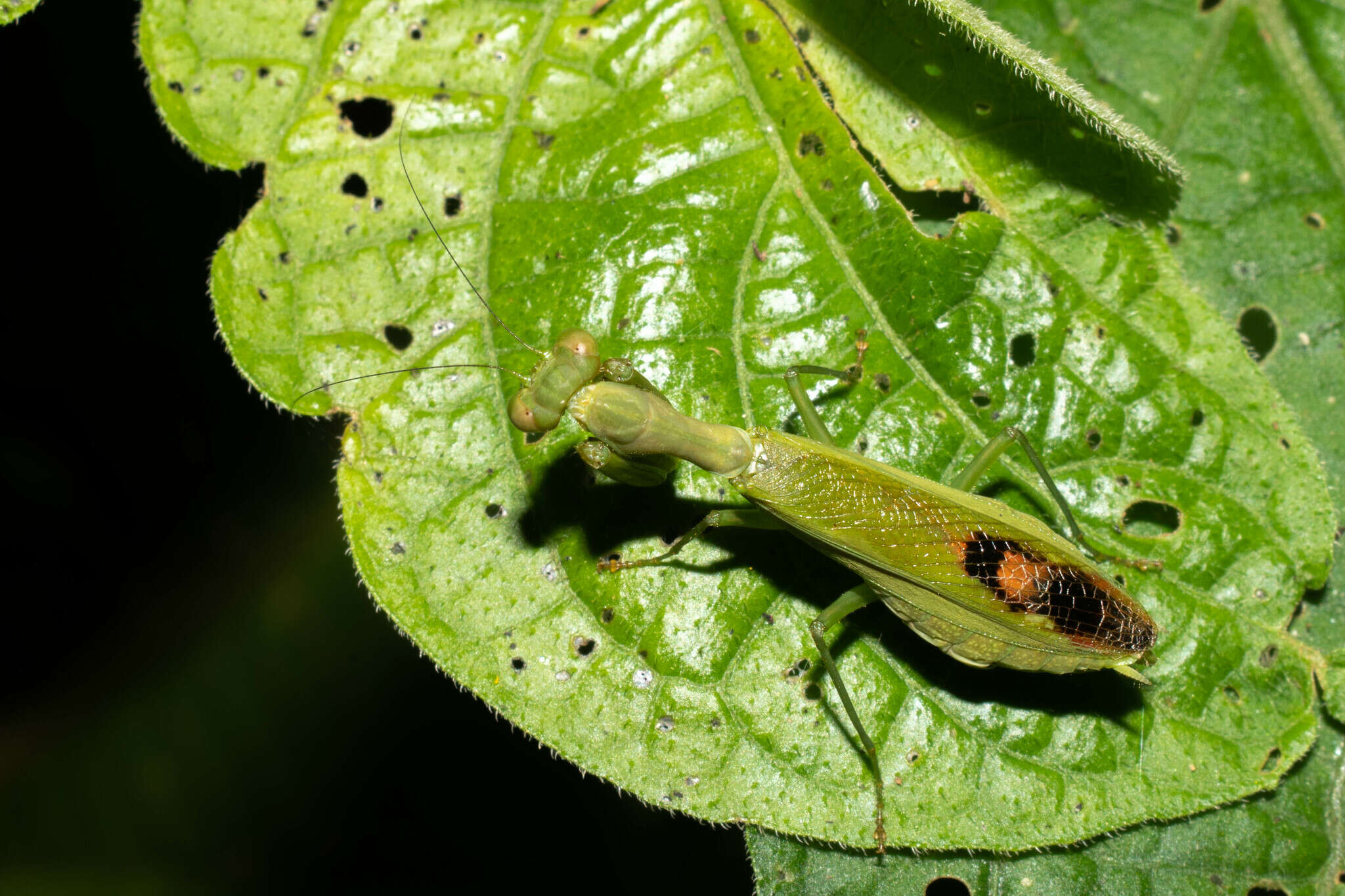 Image of Acontista aurantiaca Burmeister 1838