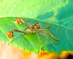 Leptoglossus zonatus (Dallas 1852) resmi