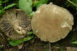 Imagem de Pseudotricholoma umbrosum (A. H. Sm. & M. B. Walters) Sánchez-García & Matheny 2014