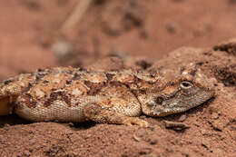 Image of Agama aculeata distanti (Boulenger 1902)