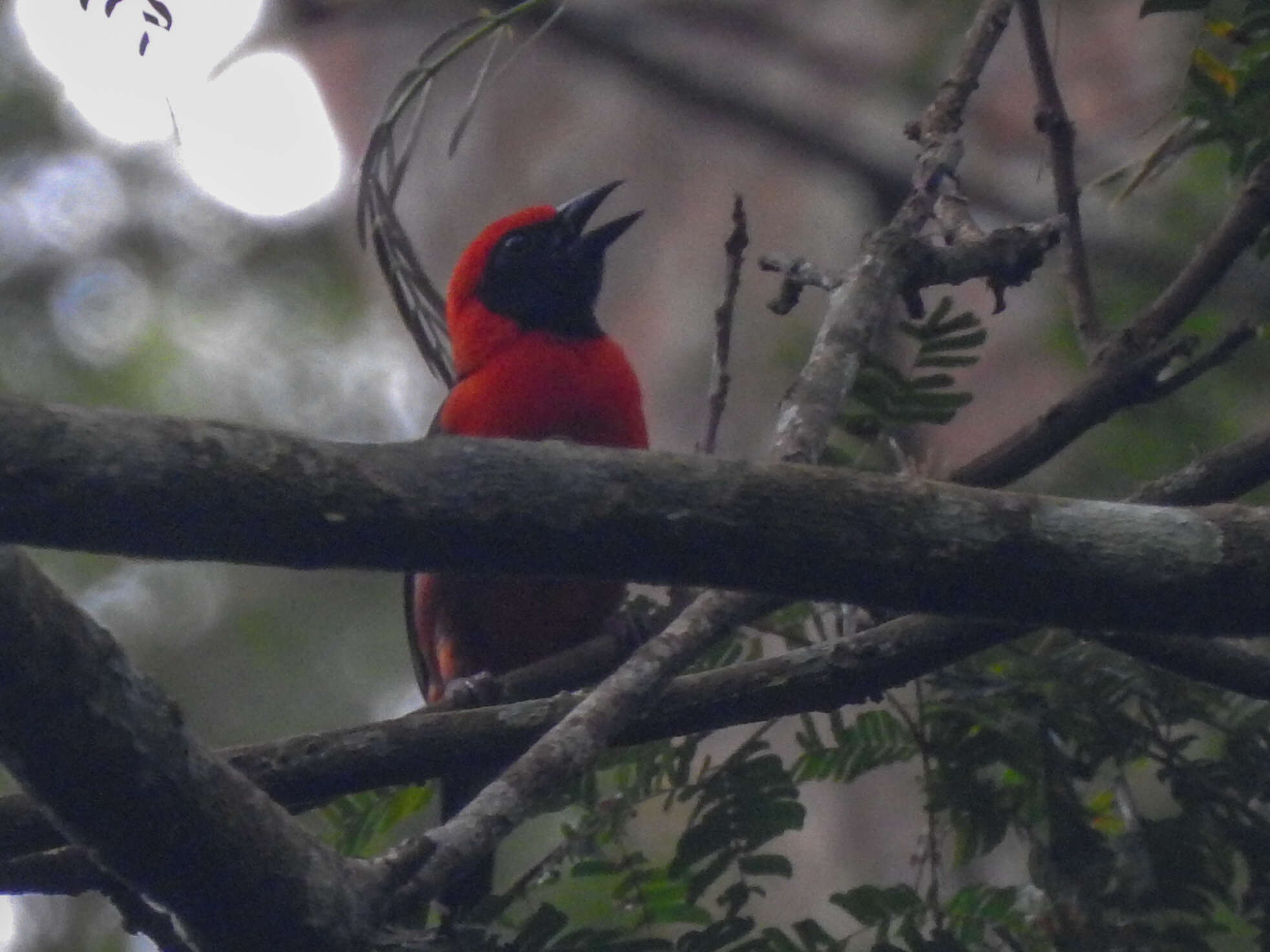 Слика од Malimbus erythrogaster Reichenow 1893