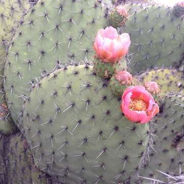 Plancia ëd Opuntia pilifera F. A. C. Weber