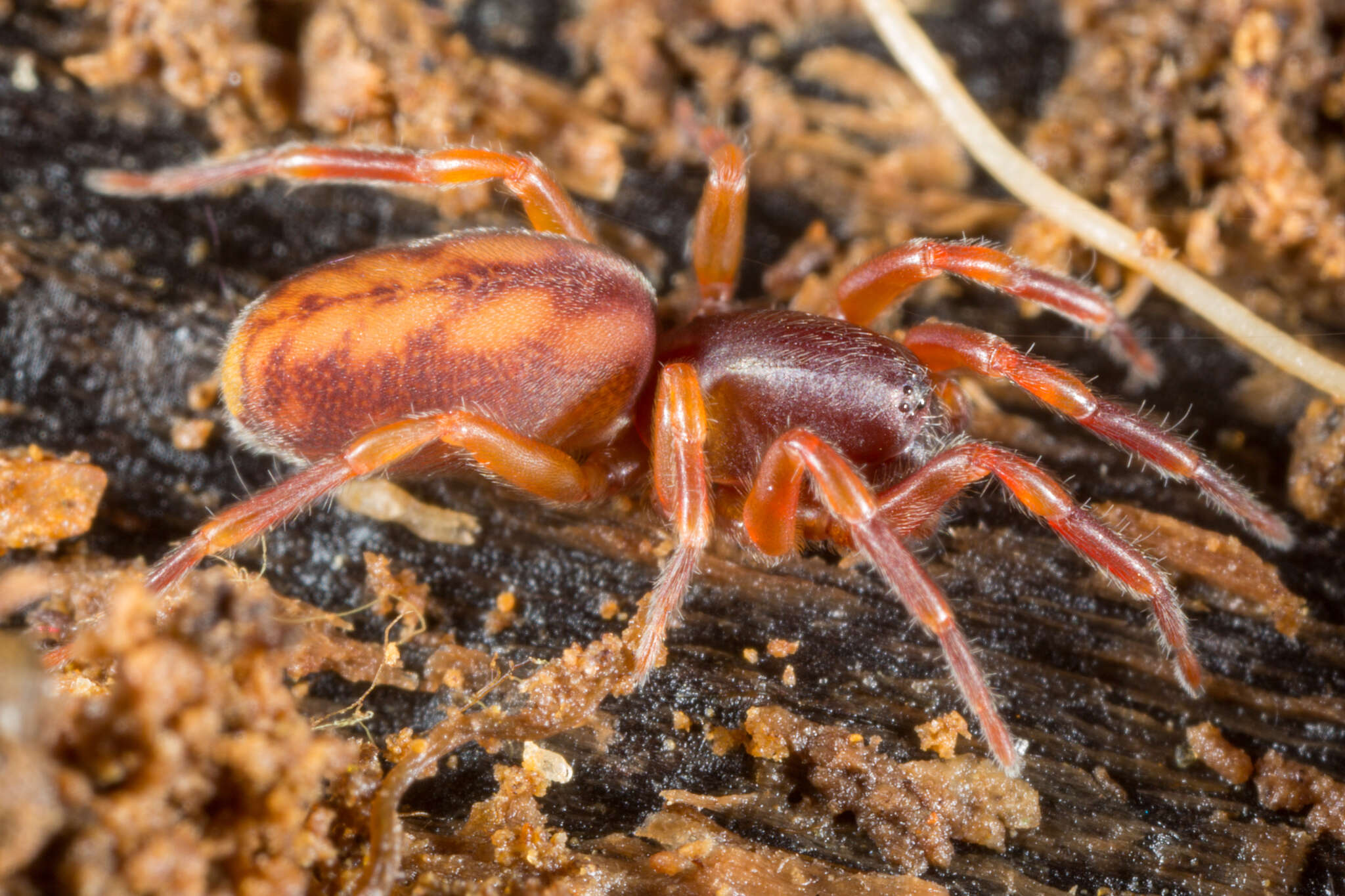 Image of huttoniid spiders