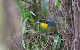 Image of Yellow-throated Tanager