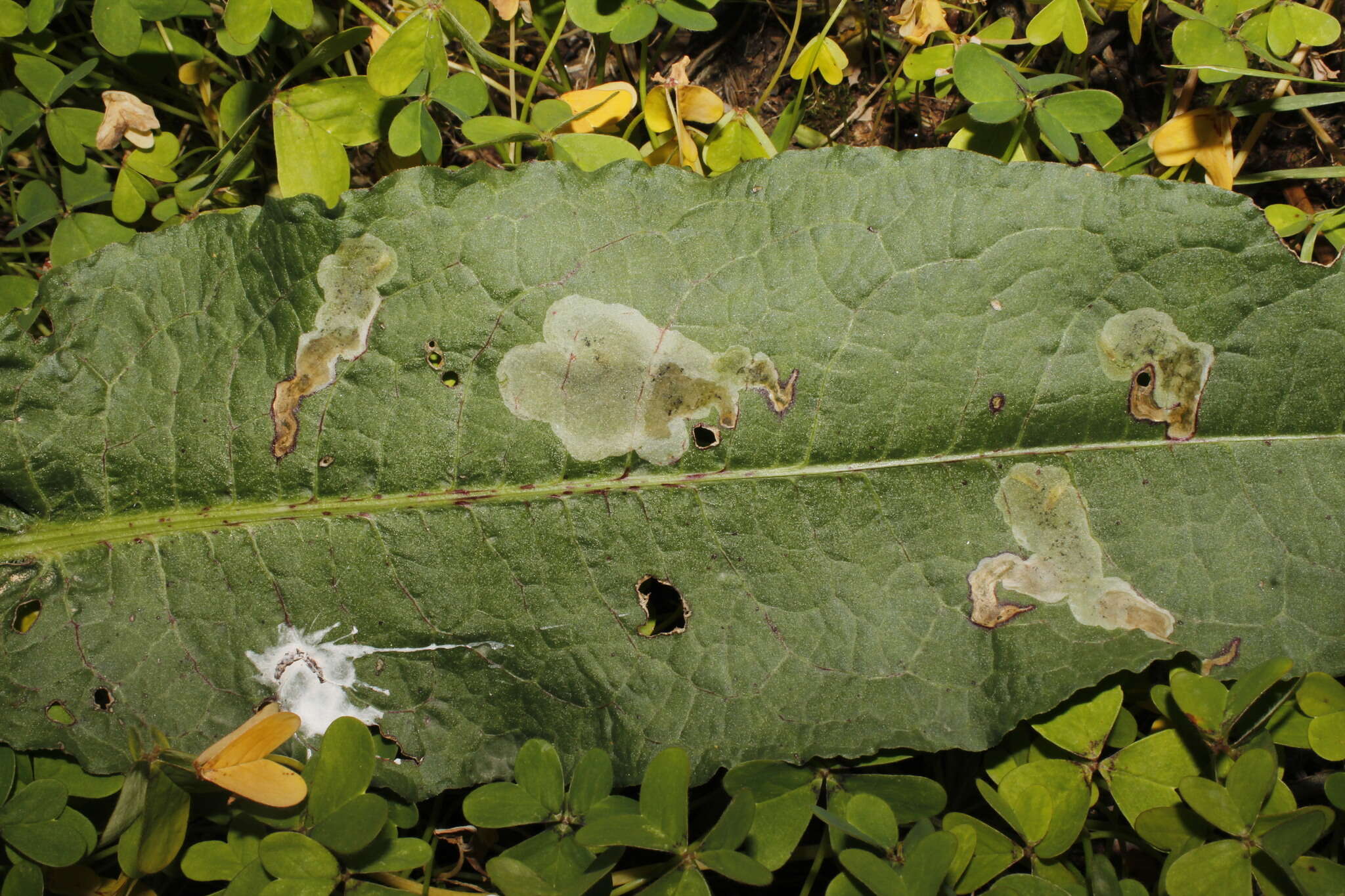 Pegomya bicolor (Wiedemann 1817)的圖片