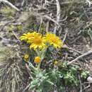 Image of Senecio arniciflorus DC.