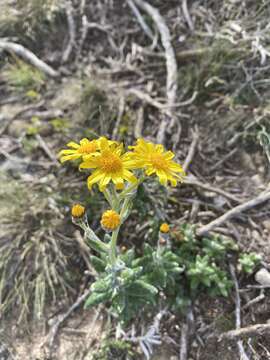 Imagem de Senecio arniciflorus DC.