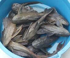 Image of Amazon sailfin catfish