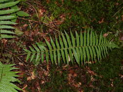 Image de Dryopteris affinis subsp. affinis