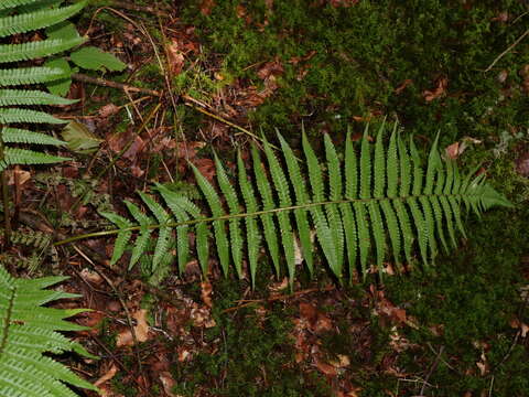 Image of Dryopteris affinis subsp. affinis