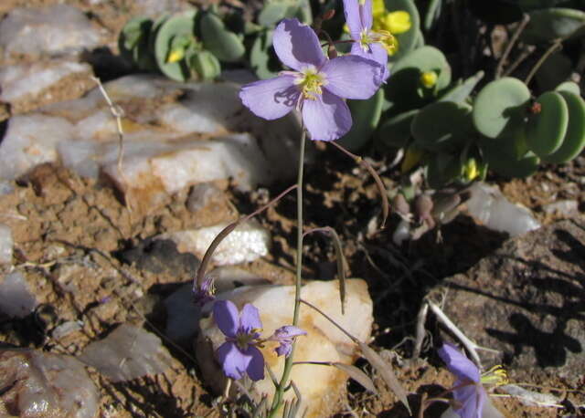 Imagem de Heliophila trifurca Burch. ex DC.