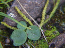 Image of Peperomia polycephala Trel.