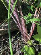 Plancia ëd Echinochloa muricata (P. Beauv.) Fernald